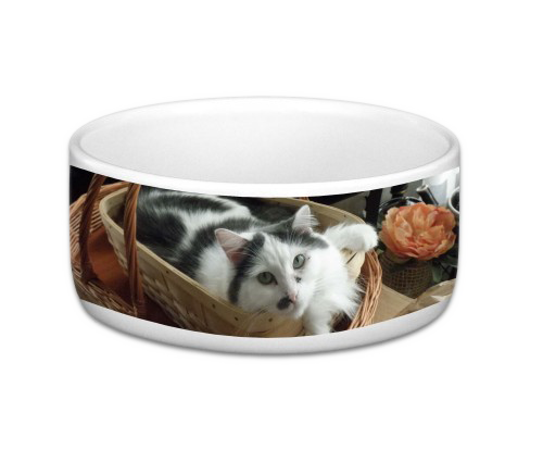 Cat Bowl